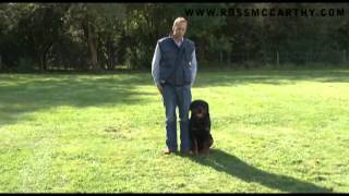Dog Training. Rottweiler Basic Obedience