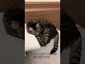 枕シェア