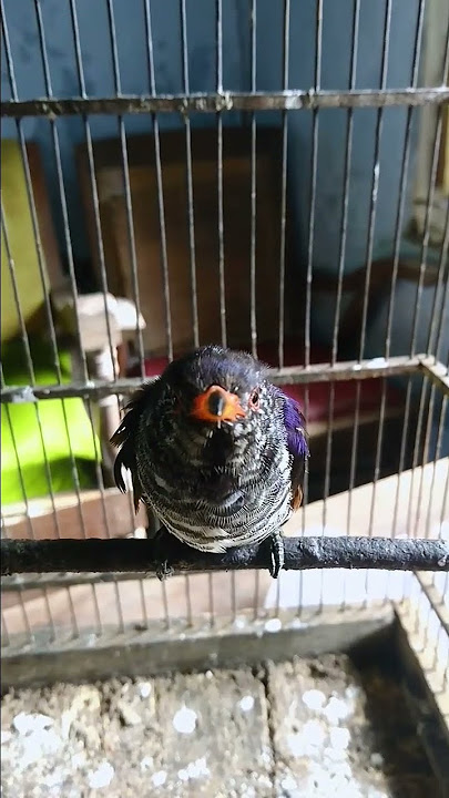 suara pikat kedasih ungu /violet cungko