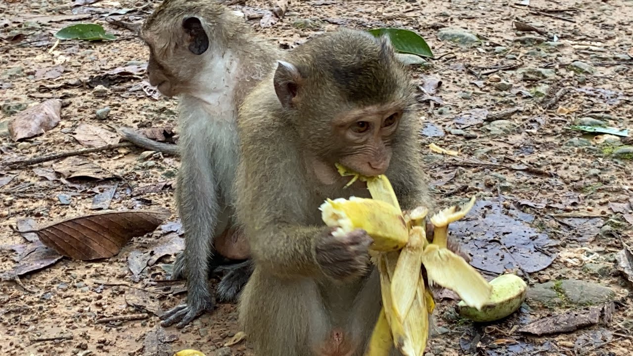 Monkeys are happy to get foods to eat,lovely animals YouTube