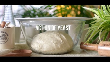 Why is Yeast added for making bread | Basic Science | Fermentation by yeast