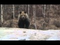 Голодный медведь