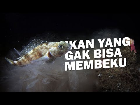 Video: Bahan Antibeku Mengalir Di Pembuluh Darah Ikan Misterius Antartika - Pandangan Alternatif