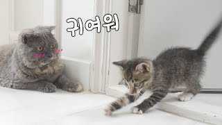 유기묘 였던 녀석이 가족이 되가는 과정 | 아기고양이에게 반해버린 큰고양이 | 버림받은 새끼고양이 5탄