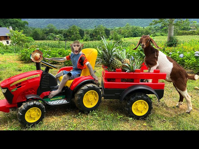 Bim Bim takes the goat to harvest pineapples and goes market sell | full version class=