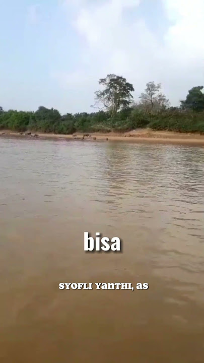 Senajis najisnya anjing...