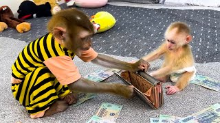 Monkey Kaka and baby monkey Mit are curious about mom's wallet