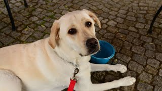 Protecting Wetlands with Chesapeake Bay Retrievers