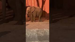 Newborn elephant Ajabu drinking ❤️ #animals #elephant #babyanimal