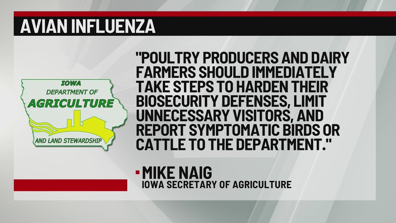First case of bird flu in Iowa dairy herd detected - YouTube