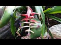 Billbergia morelli, uma epífita da Floresta Atlântica