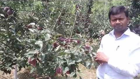 Vertical Axis | Training System | Apple | M.9 | HDP | DR. YSPUHF | Solan | HP | Dr. Niranjan Singh