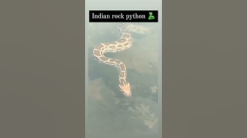 indian rock python 🐍|| #shorts #viral #viralshorts #trending #snake #animal #dangerous #gorgeous