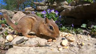 Cat TV Nature: New Videos for Cats to Watch - Relaxing Zen Garden