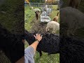 Friendly Alpacas