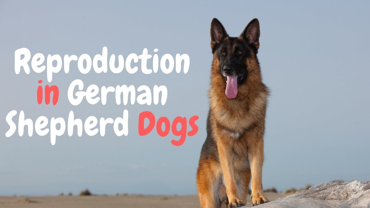 when can a german shepherd get pregnant