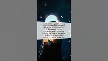 The Superpower of Nudibranchs: Self-Defense through Stealing