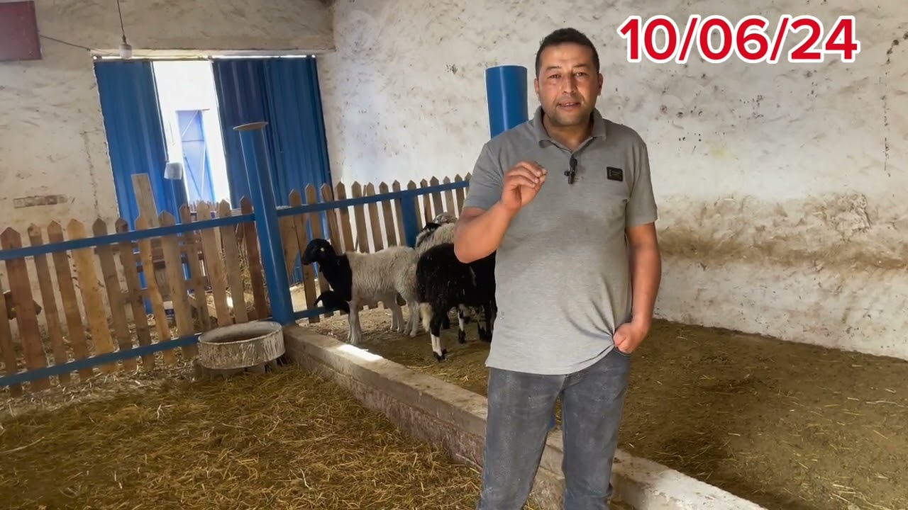 مزرعة أغنام 🐏 الرضاعة التهجين والجمعية الوطنية أنوك