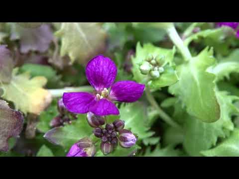 Video: Arabų Kaukazietis (27 Nuotraukos): žolinio Augalo Rezuha Aprašymas Atvirame Lauke, Veislės „Little Treasure Deep Rose“ir „Arabis Caucasica Lotti White“, „Kompinki“ir „Little Treasu