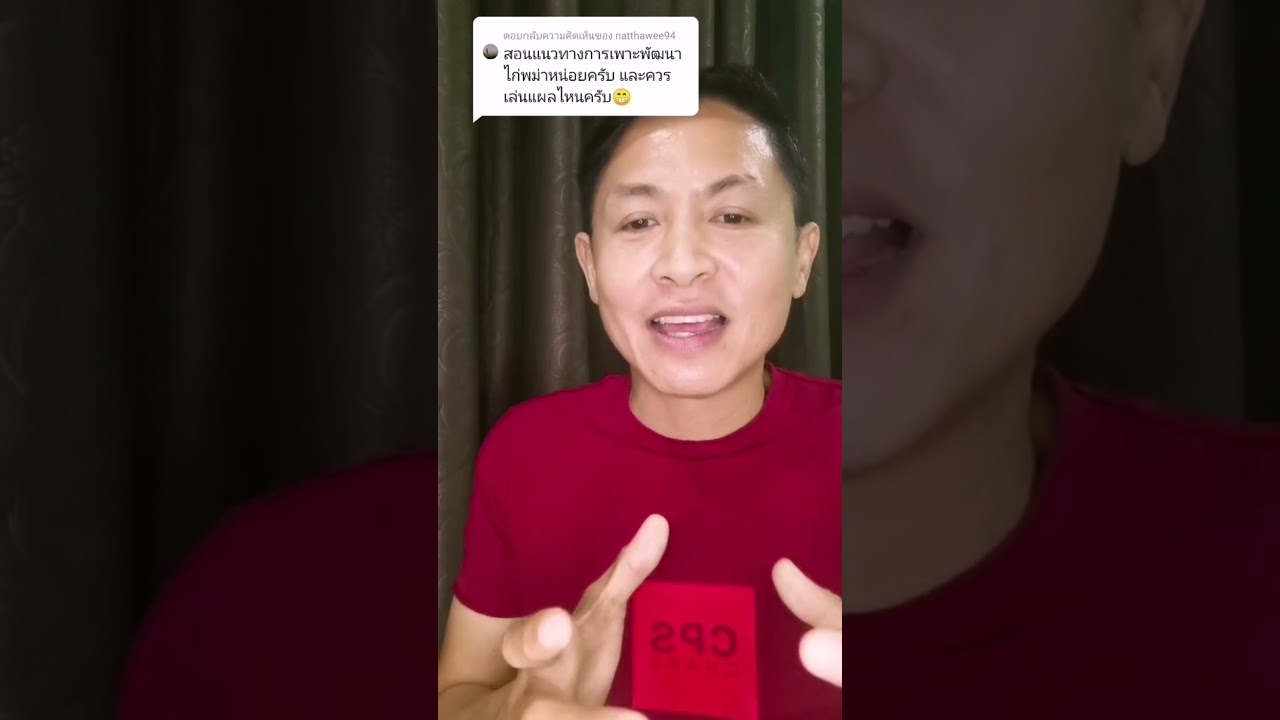 แนวทางการเพาะไก่พม่าที่มีเพื่อน​ๆ​ถามมาและไก่เคยแพ้นำกลับมาเลี้ยงชนได้ไหม