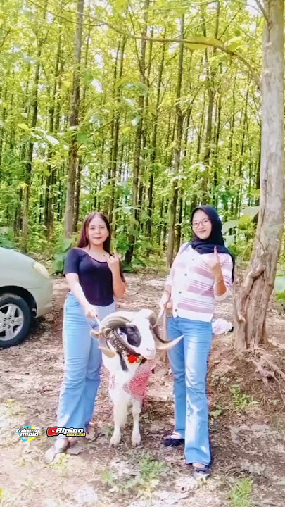 Jedag Jedug Domba Garut terbaru‼️ #shorts #storywa #domba