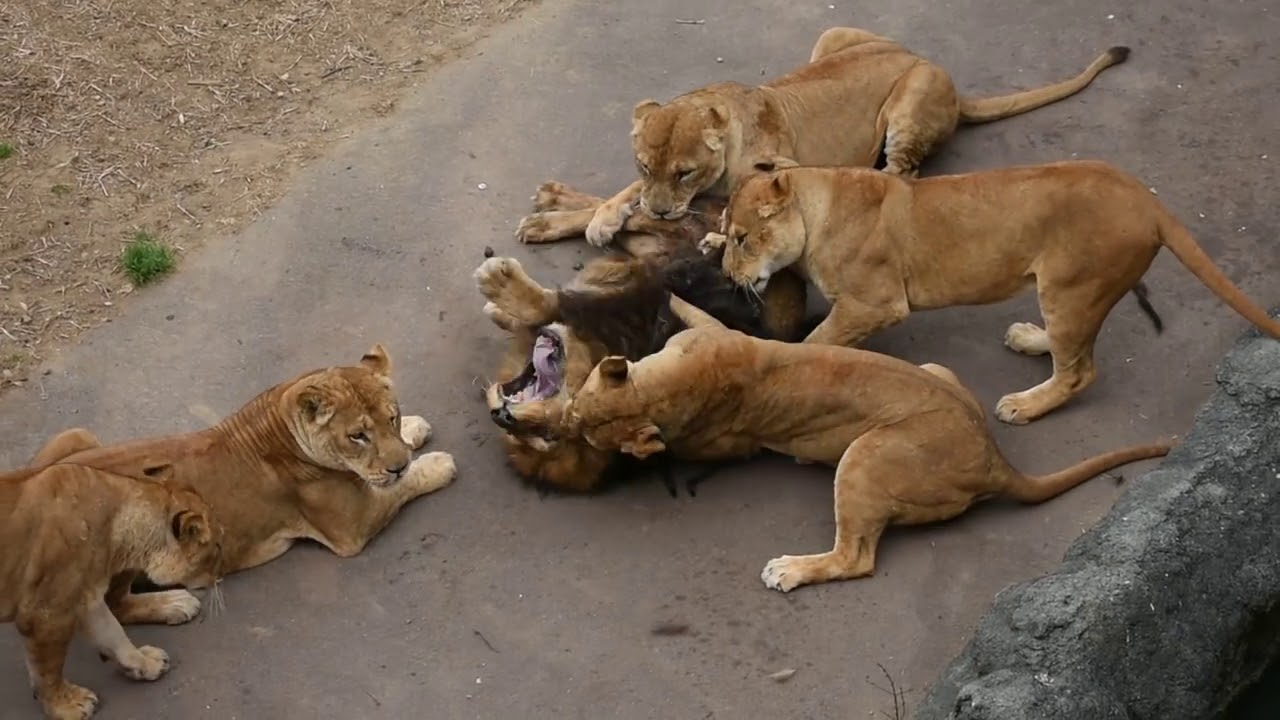 【ライオン】悲劇動物公園 メスライオンたちに襲われるオスライオン - YouTube