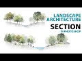 Landscape architecture section in photoshop  free watercolor trees