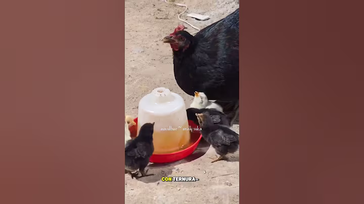 "Sabías que las gallinas les hablan a sus crías antes de nacer? 🐔❤️" #hablandodesdelhuevo #gallinas