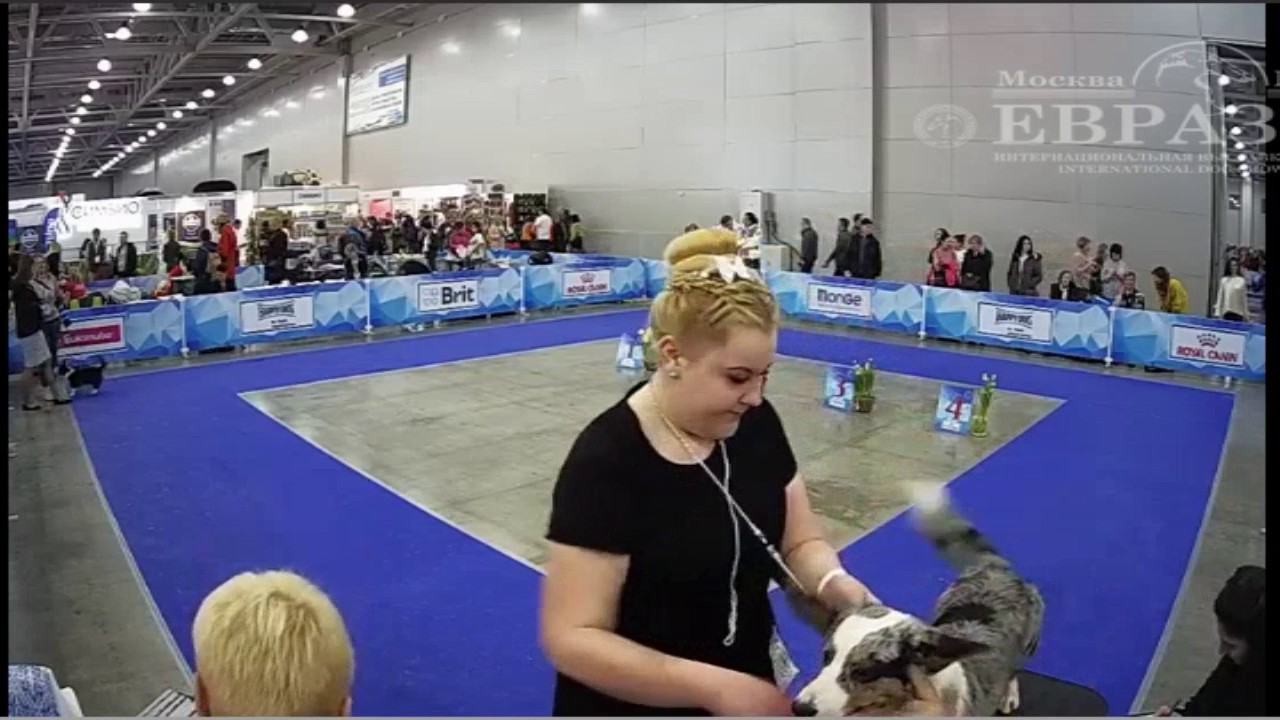 Eurasia 2017. Day 3. 19/03/2017. Welsh Corgi Cardigan