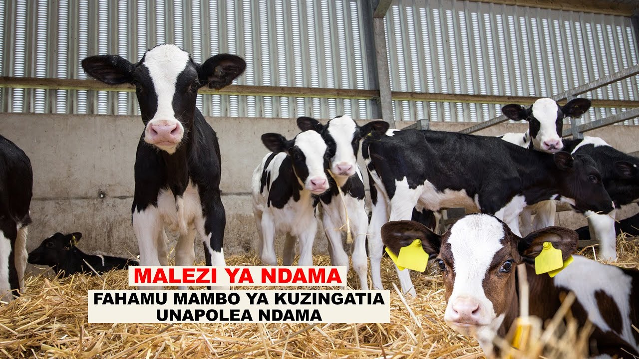 MALEZI YA NDAMA ILI KUPATA KIZAZI BORA NG'OMBE