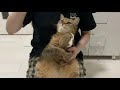 お気に入りのぬいぐるみを抱きしめて大嫌いな爪切りを乗り切ろうとする猫w