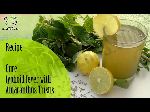 how-to-cure-typhoid-fever-with-amaranthus---home-remedy-|-bowl-of-herbs