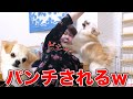 【祝★1歳】オカンが愛犬の誕生日プレゼントを買わないと言ったらパンチされましたw(チワワのシナモン)