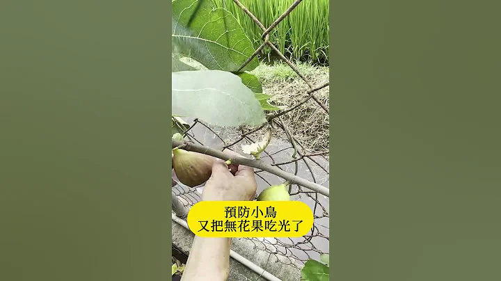 谁偷吃了我的无花果？ - 天天要闻