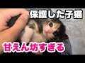 保護した子猫が飼い主にベッタリな甘えん坊になった【かわいい】