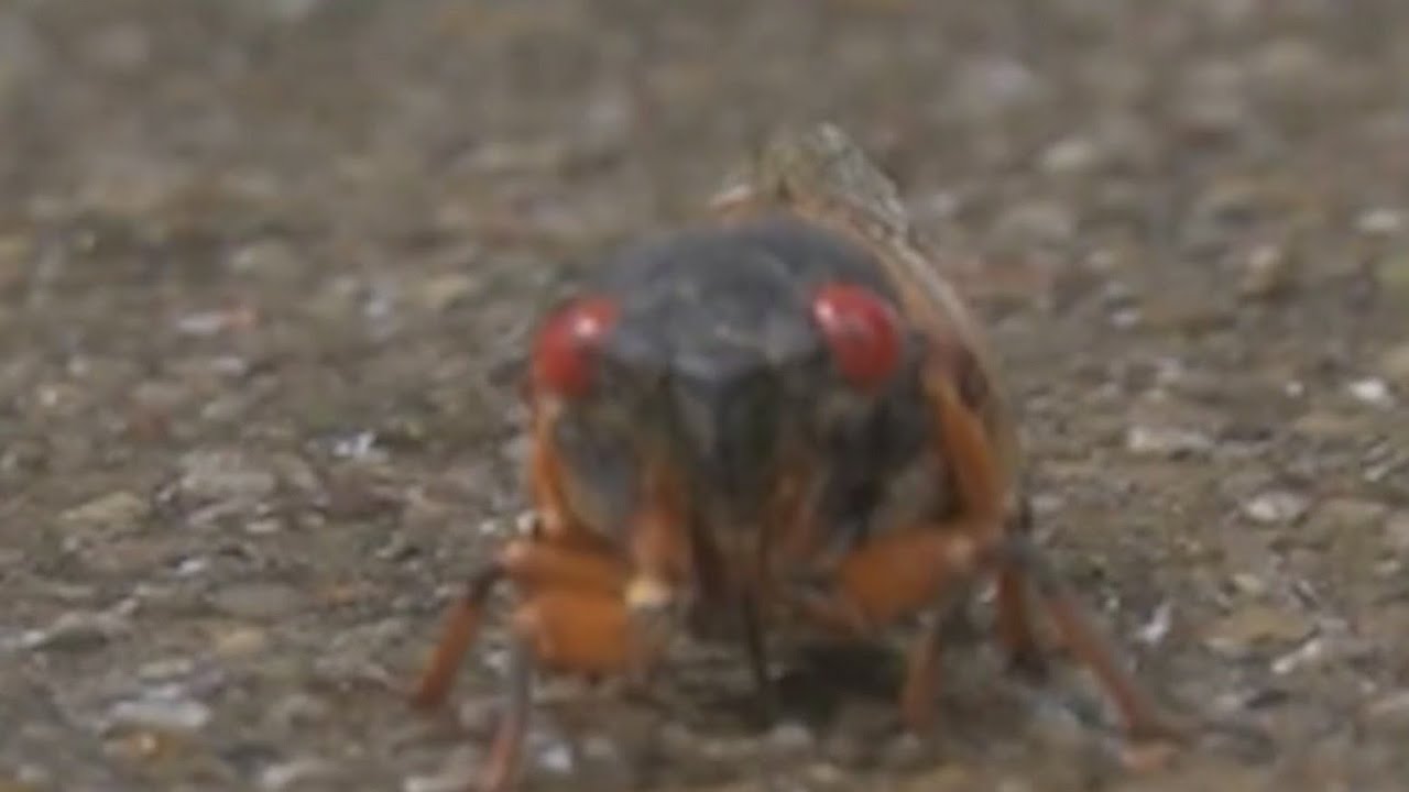 When will cicadas really emerge in Chicago area? When to expect ...