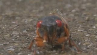 When will cicadas emerge in Chicago area?