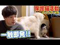 【保護猫活動】初めてのケージの外で新入りのワカメが先住ちゃんたちと・・・（嗚呼!!みんなの動物園,ティモンディ前田）