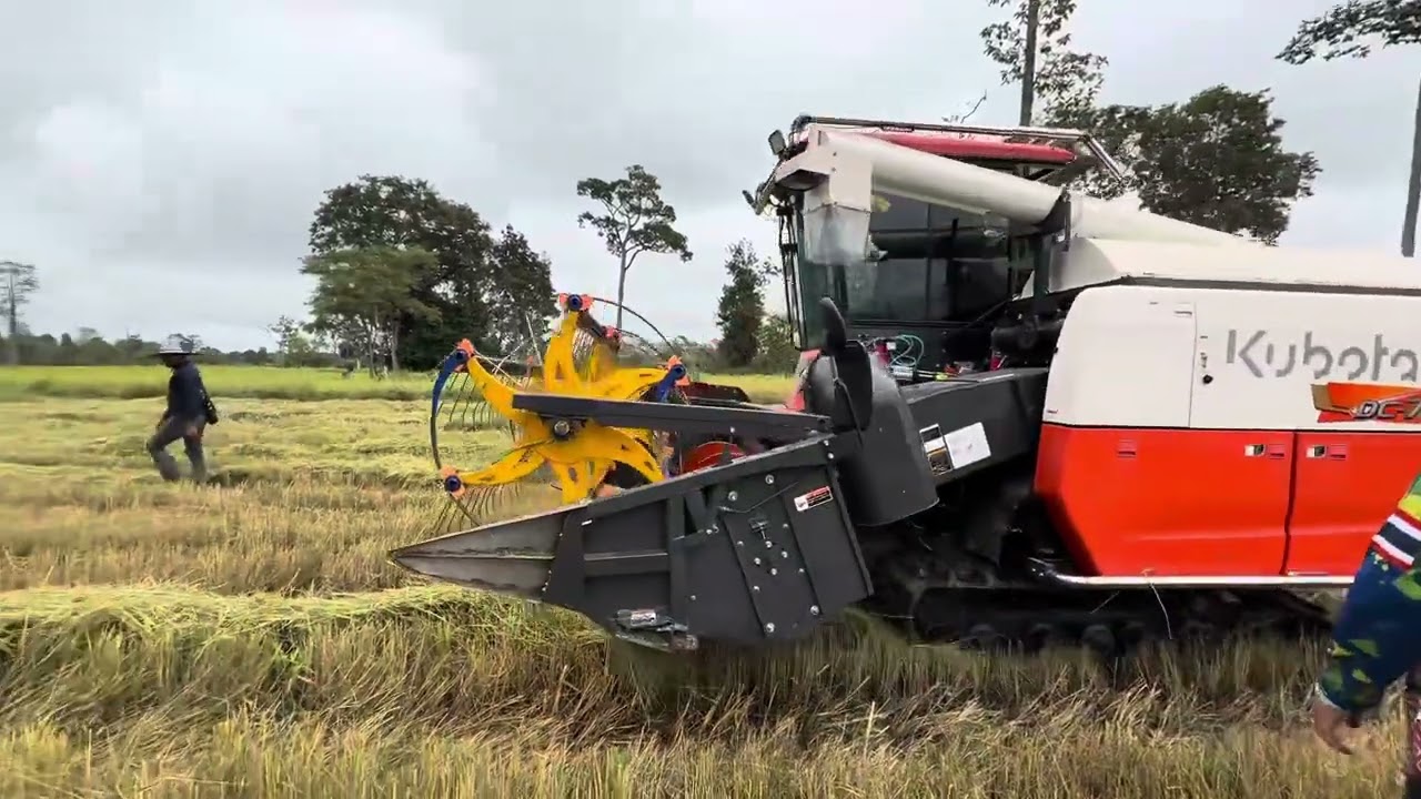 ข่างนกลงเกี่ยวลองรถเปิดฤดูกลาปี68🌾