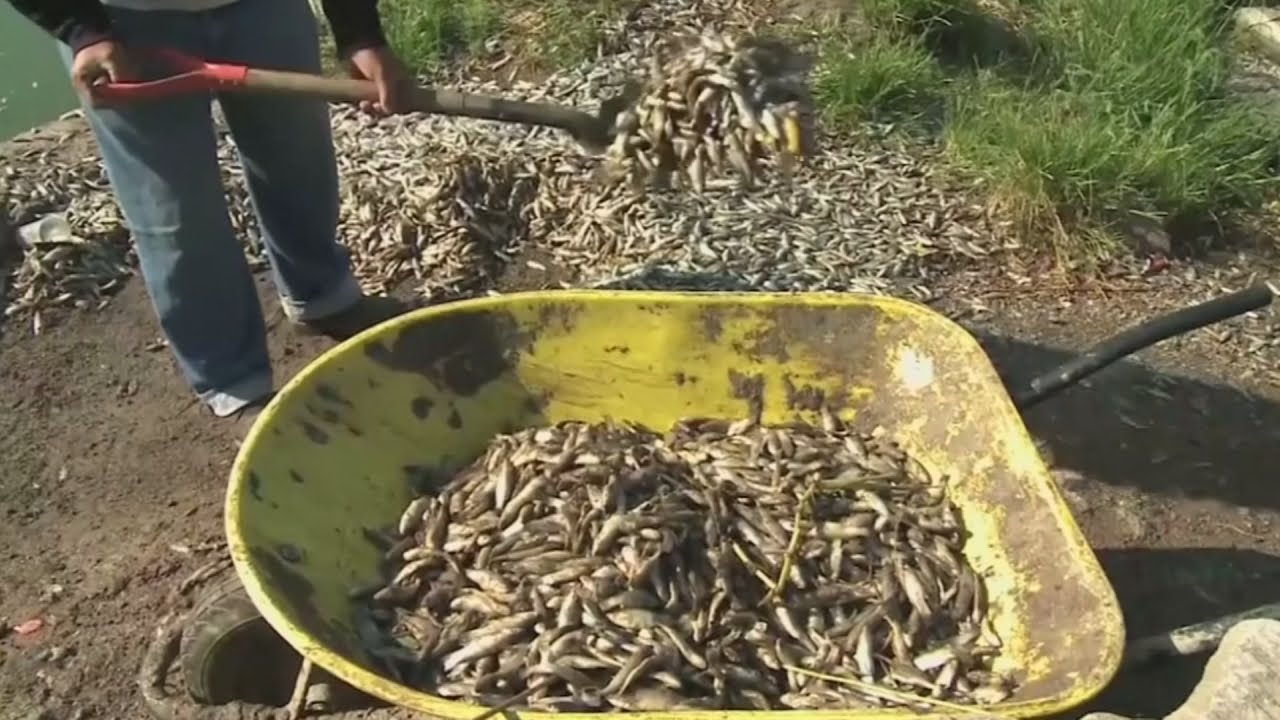 50 tonnes of dead fish pulled from Mexico's Lake Cajititlan