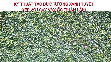 Tạo BỨC TƯỜNG XANH  tuyệt đẹp với cây vảy ốc/cây thằn lằn (Ficus pumila)