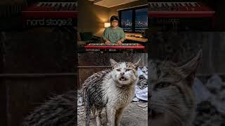 Miaw miaw Singing Cat HAHAHA | #catsinging #cat