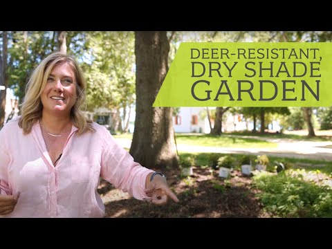 Video: Hertenbestendig tuinieren: leer hoe u een hertenbestendige tuin maakt