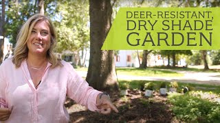 Making a shared garden with my neighbors  Dry shade and deerresistant garden