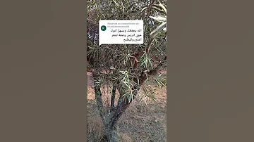 جري جري وعدتك وعد الحر دين عليه وصفة خطيرة واعرة لتساقط الشعر وتقوية الشعر اكسبلور ترند 4k 
