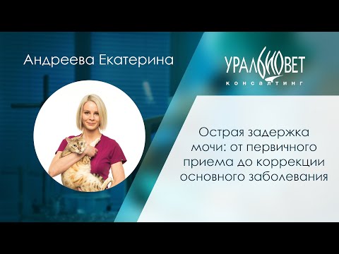 Острая задержка мочи: от первичного приема до коррекции основного заболевания. Андреева Екатерина