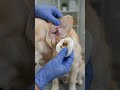 Pet ear cleaning removes wax #beforeandafter #grooming #dogcare #pets #goldenretriever #cutedogs