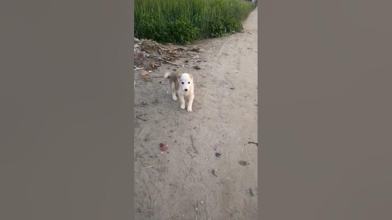 pista-dog-pakistan-dog-pista-dog-shortsvideo-pista-youtube-youtube