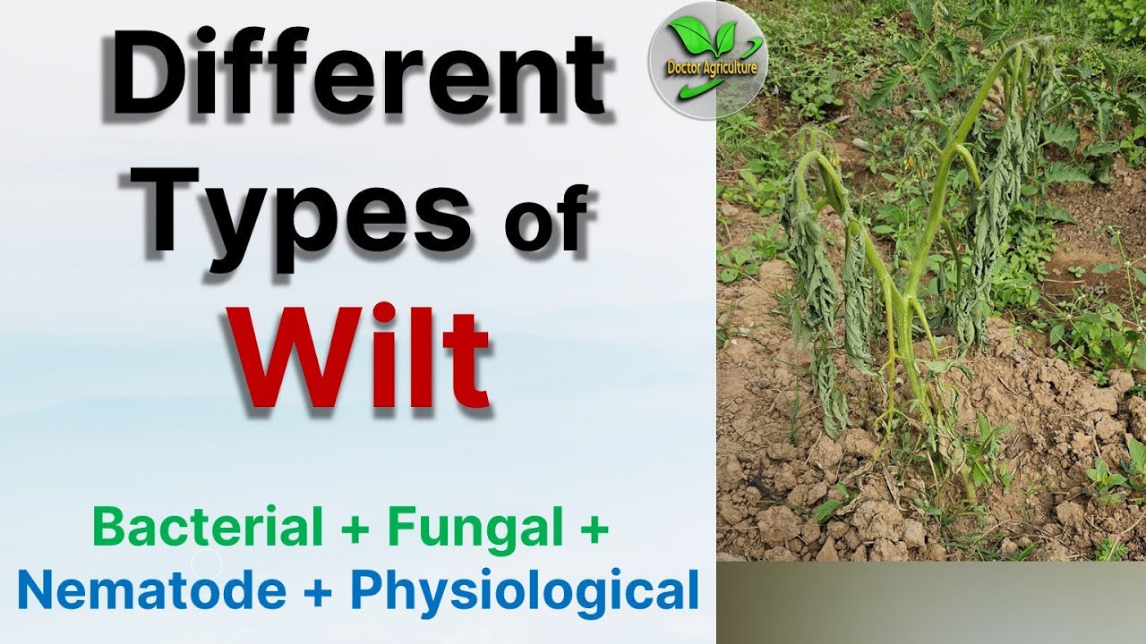 Different types of Wilt Disease in Plants | Bacterial, Fungal, Nematode, Physiological Wilt