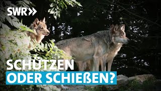 Wolfsrudel im Anmarsch | Zur Sache! Baden-Württemberg